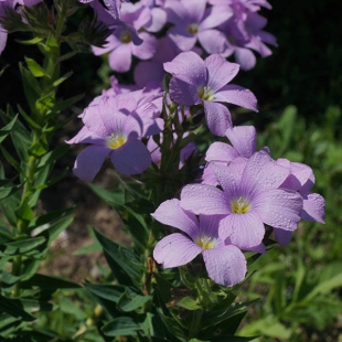 Linum hypericifolium  @North-east Turkey